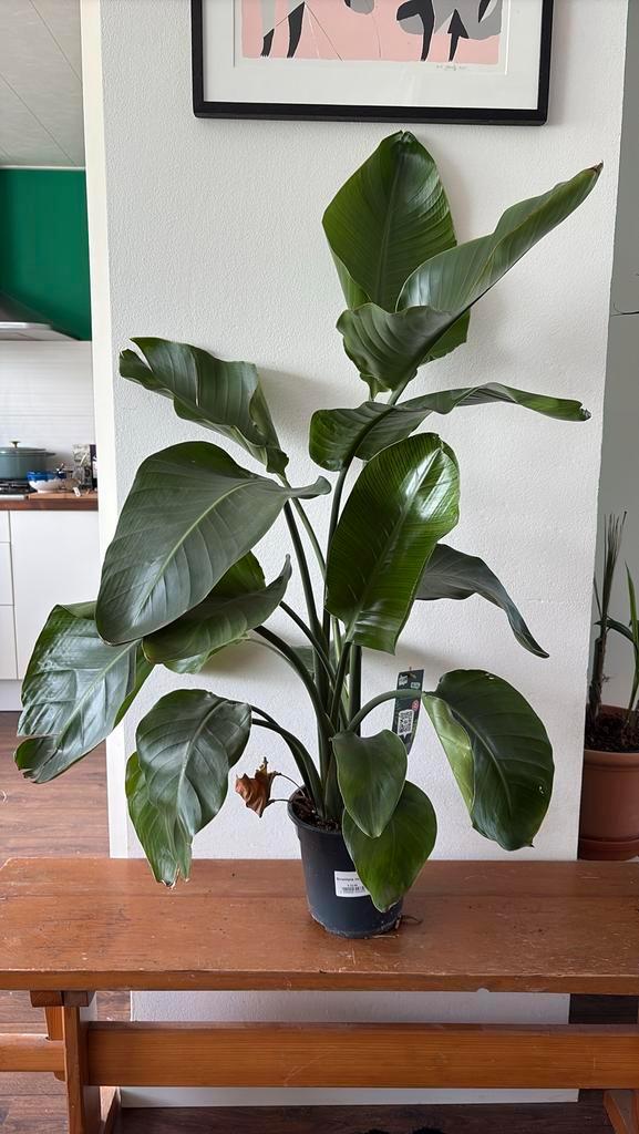 Strelitzia Nicolai - Paradijsvogelplant, Tuin en Terras, Planten | Tuinplanten, Vaste plant, Overige soorten, Volle zon, Bloeit niet