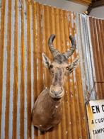 Opgezette Hartenbeest Kop - Afrikaanse taxidermie, Ophalen