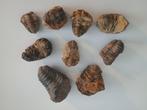 Trilobieten, Verzamelen, Mineralen en Fossielen, Ophalen of Verzenden