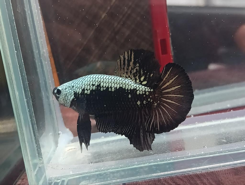 Samurai plakat betta, Dieren en Toebehoren, Vissen | Aquariumvissen, Vis