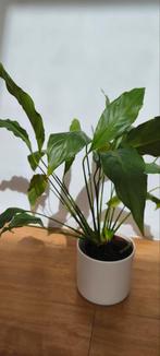 Lepelplant vredeslelie, Overige soorten, Minder dan 100 cm, Groene kamerplant, Halfschaduw