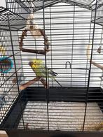 Parkiet, Dieren en Toebehoren, Ophalen, Zo goed als nieuw, Metaal, Vogelkooi