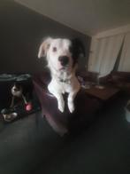 Perfect teefje ,1 jaar,aussie x dogo ,langhaar, Dieren en Toebehoren, CDV (hondenziekte), 1 tot 2 jaar, Teef, Groot