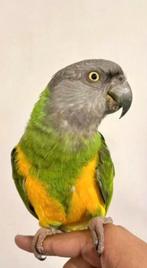 Bonte boer man, Dieren en Toebehoren, Vogels | Parkieten en Papegaaien, Mannelijk, Papegaai, Geringd