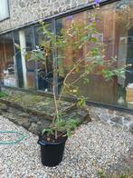 Prachtige Tibouchina plant te koop!, Tuin en Terras, Volle zon, Vaste plant, Zomer, Ophalen
