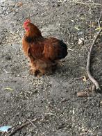 Gratis cochin haantje * van dit jaar *, Mannelijk, Kip