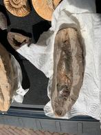 Grote Fossiel Versteende vis Rhacolepis 75€ per stuk, Ophalen, Fossiel