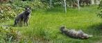 Zwarte kitten (v), Meerdere dieren, Kortharig, 0 tot 2 jaar