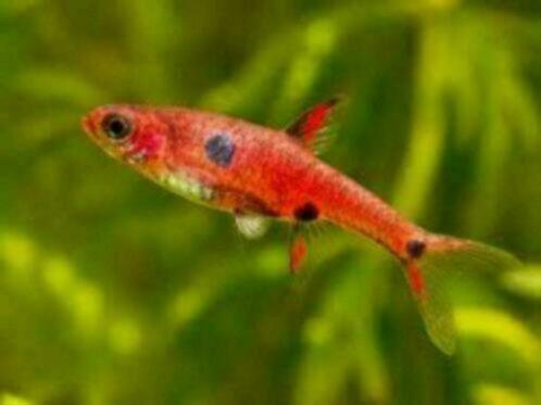 Boraras maculatus - Dwergrasbora - Koidream Valburg, Dieren en Toebehoren, Vissen | Aquariumvissen, Zoetwatervis, Vis