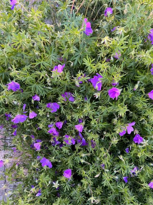 Bloed ooievaarsbek vaste geranium, Tuin en Terras, Planten | Tuinplanten, Vaste plant, Overige soorten, Volle zon, Zomer, Ophalen