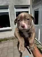 Xl /xxl american bully, Parvo, Nederland, Handelaar, Geslacht onbekend