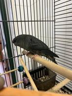 Catharina parkieten popje, Dieren en Toebehoren, Vogels | Parkieten en Papegaaien, Vrouwelijk, Parkiet