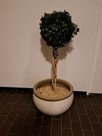 Kunst Buxusboom op Stam in Emailen Pot, Ophalen