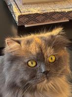 Perzische + Himalaya poes, Poes, Gechipt, 3 tot 5 jaar