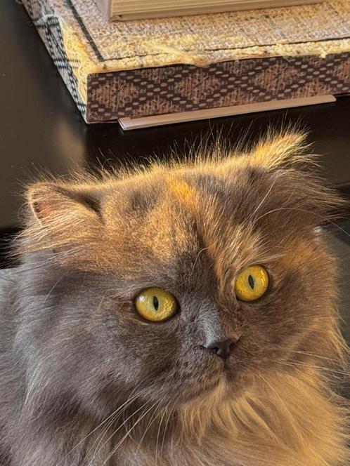 Perzische + Himalaya poes, Dieren en Toebehoren, Katten en Kittens | Raskatten | Langhaar, Poes, 3 tot 5 jaar, Gechipt, Ontwormd