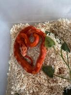 Pantherophis Guttatus, Dieren en Toebehoren, Reptielen en Amfibieën, Slang, 0 tot 2 jaar