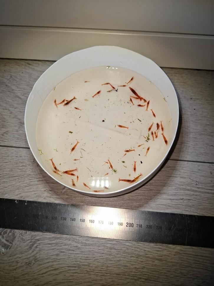 Vuurgarnalen, red cherry shrimp, rode garnalen, Dieren en Toebehoren, Vissen | Aquariumvissen, Zoetwatervis, Kreeft, Krab of Garnaal