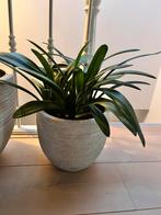 Clivia Plant met pot, Huis en Inrichting, Kamerplanten, Ophalen, Overige soorten, Halfschaduw, In pot
