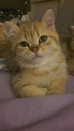 British gold  black  baby, Dieren en Toebehoren, Katten en Kittens | Raskatten | Korthaar