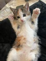 Poesje en katertje ( kitten ), Dieren en Toebehoren, Katten en Kittens | Raskatten | Langhaar, Poes, Ontwormd, 0 tot 2 jaar