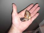 Achatina reticulata
afrikaanse reuzenslak, Dieren en Toebehoren, 0 tot 2 jaar