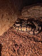 2 pythons, Slang, Tam, 3 tot 6 jaar