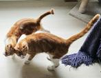 2 zachtaardige lieve katertjes, 15 mnd. gecastr/chip/ingeent, Dieren en Toebehoren, Kater, Kortharig, 0 tot 2 jaar