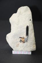 Enchodus (matrix)Boven-Krijt, Verzamelen, Mineralen en Fossielen, Ophalen of Verzenden, Fossiel