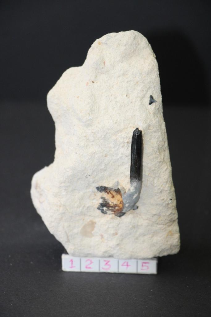 Enchodus (matrix)Boven-Krijt, Verzamelen, Mineralen en Fossielen, Fossiel, Ophalen of Verzenden