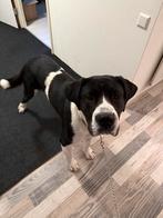 Cane corso mix Berner Sennen, Dieren en Toebehoren, Honden | Niet-rashonden, Rabiës (hondsdolheid), Reu, 1 tot 2 jaar, Groot