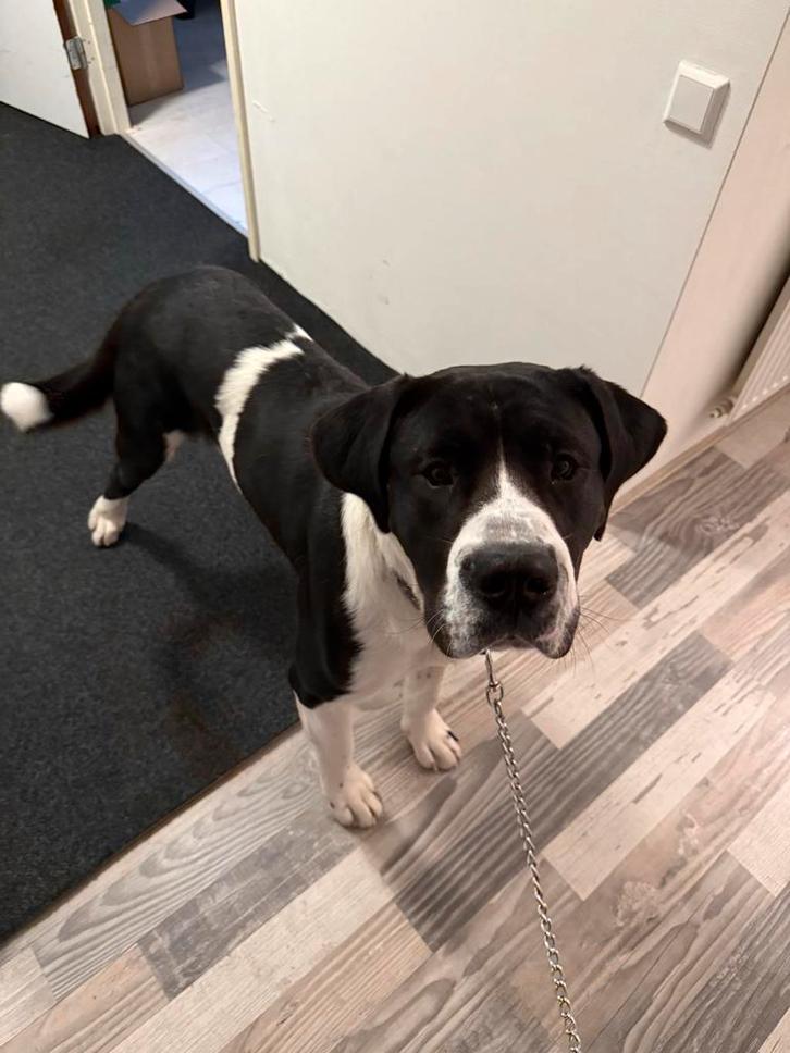 Cane corso mix Berner Sennen, Dieren en Toebehoren, Honden | Niet-rashonden, Groot, Reu, Particulier, Eén hond, Nederland, 1 tot 2 jaar