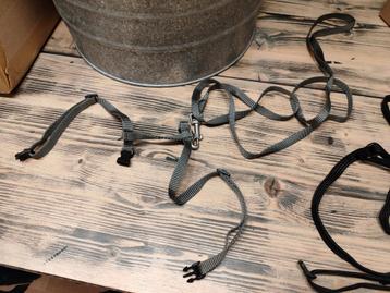 Katten riempjes beschikbaar voor biedingen