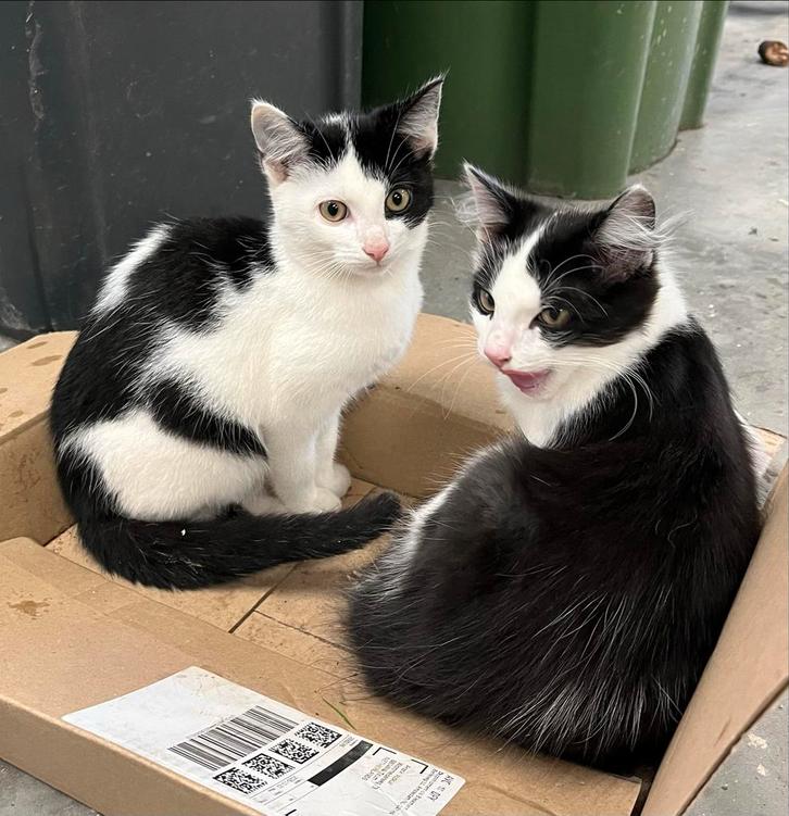 4 Kittens, Dieren en Toebehoren, Katten en Kittens | Overige Katten, Meerdere dieren