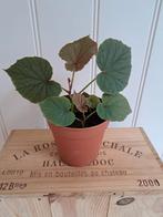 Decoratieve begonia, Huis en Inrichting, Kamerplanten, Ophalen, Overige soorten, Minder dan 100 cm