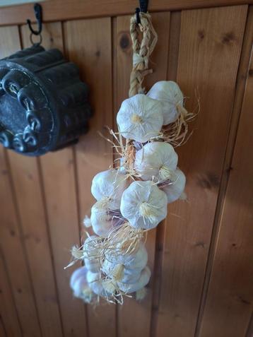 Grappige streng nepknoflook beschikbaar voor biedingen