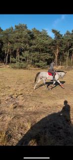 Lief springpaard/allrounder, familiepaard of recreatiepaard!, Springpaard, B, Gechipt, Ruin