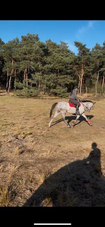 Lief springpaard/allrounder, familiepaard of recreatiepaard! beschikbaar voor biedingen