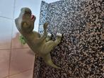 ETUI 🦖🦖 DINOSAURUS, Ophalen of Verzenden, Nieuw