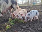 2 husumer/bonte bentheimer biggen te koop, Meerdere dieren, Varken, 0 tot 2 jaar