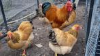 Wyandotte 3 hennen en haan, Dieren en Toebehoren, Pluimvee, Meerdere dieren, Kip