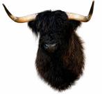 Opgezette kop van een schotse hooglander taxidermie opgezet, Verzamelen, Dierenverzamelingen, Ophalen, Opgezet dier