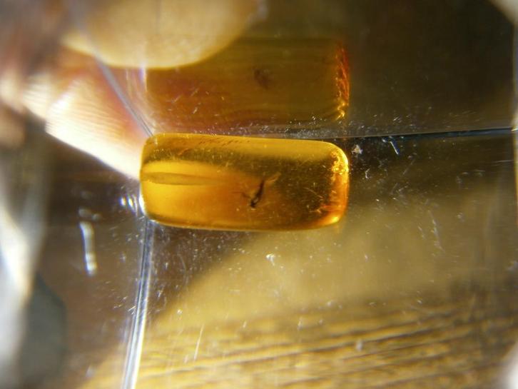 fossiel vliegje in barnsteen in loepdoosjes, Verzamelen, Mineralen en Fossielen, Fossiel, Ophalen of Verzenden