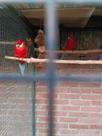 Dieren en toebehoren, Dieren en Toebehoren, Vogels | Parkieten en Papegaaien, Vrouwelijk, Parkiet, Geringd