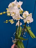 Orchidee Phalaenopsis Keiki p12, Huis en Inrichting, Kamerplanten, Ophalen of Verzenden, Halfschaduw, Minder dan 100 cm