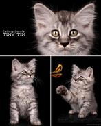 Siberische kitten, Dieren en Toebehoren, Katten en Kittens | Raskatten | Langhaar, Kater, Gechipt, 0 tot 2 jaar