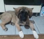 Lieve pup puppy van 15 weken, Dieren en Toebehoren, Honden | Niet-rashonden, Particulier, 8 tot 15 weken, Buitenland, Teef