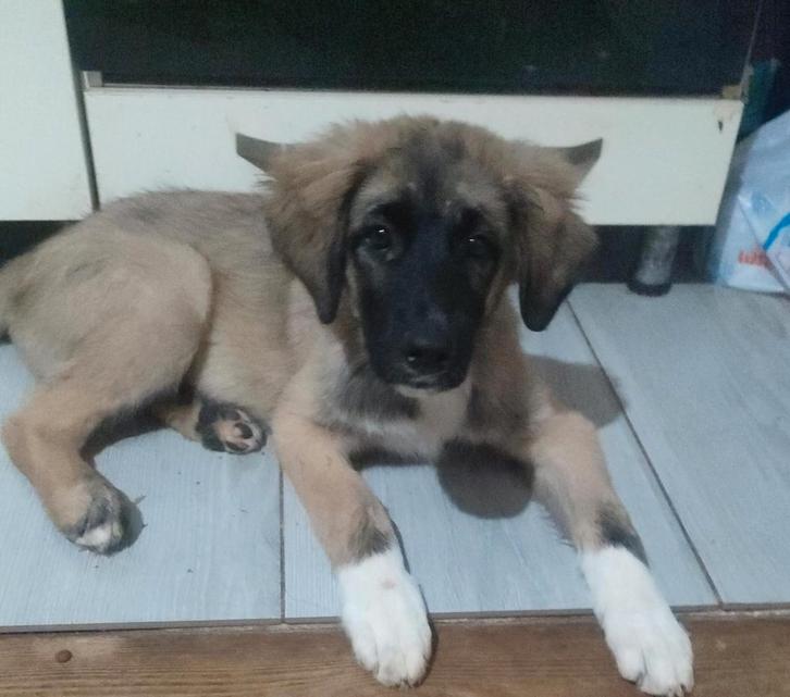 Lieve pup puppy van 15 weken kruising, Dieren en Toebehoren, Honden | Niet-rashonden, Teef, Particulier, Eén hond, Buitenland