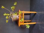 Te Koop bonsai display eiken., Bloeit niet, Halfschaduw, Minder dan 100 cm, Overige soorten