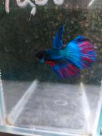 Betta splendens man, Dieren en Toebehoren, Vissen | Aquariumvissen, Vis, Zoetwatervis