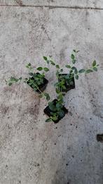 Vinca maagdenpalm nu voor €0.90 groenblijvende bodembedekker, Ophalen of Verzenden, Overige soorten, Minder dan 100 cm